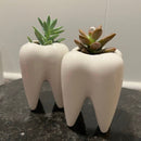 Molar Tooth Vase: Medium and Large