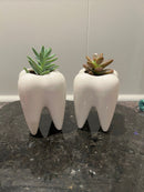 Dental Vase, Tooth Vase, Dental Planter, Tooth Planter, Dentist Gift, Dental Plant, Tooth Plant, Dental Succulent, Dental Appreciation