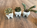 Smiling Dental Vase Tooth Vase Dental Desk Decor Tooth Planter Molar Tooth Succulent Planter Tooth Decor RDH Gift RDA Gift Dental