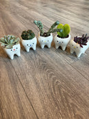 Smiling Dental Vase Tooth Vase Dental Desk Decor Tooth Planter Molar Tooth Succulent Planter Tooth Decor RDH Gift RDA Gift Dental